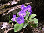 62 Primula albenensis alla S-cepa dol geru in Val Gerona (1220 m)